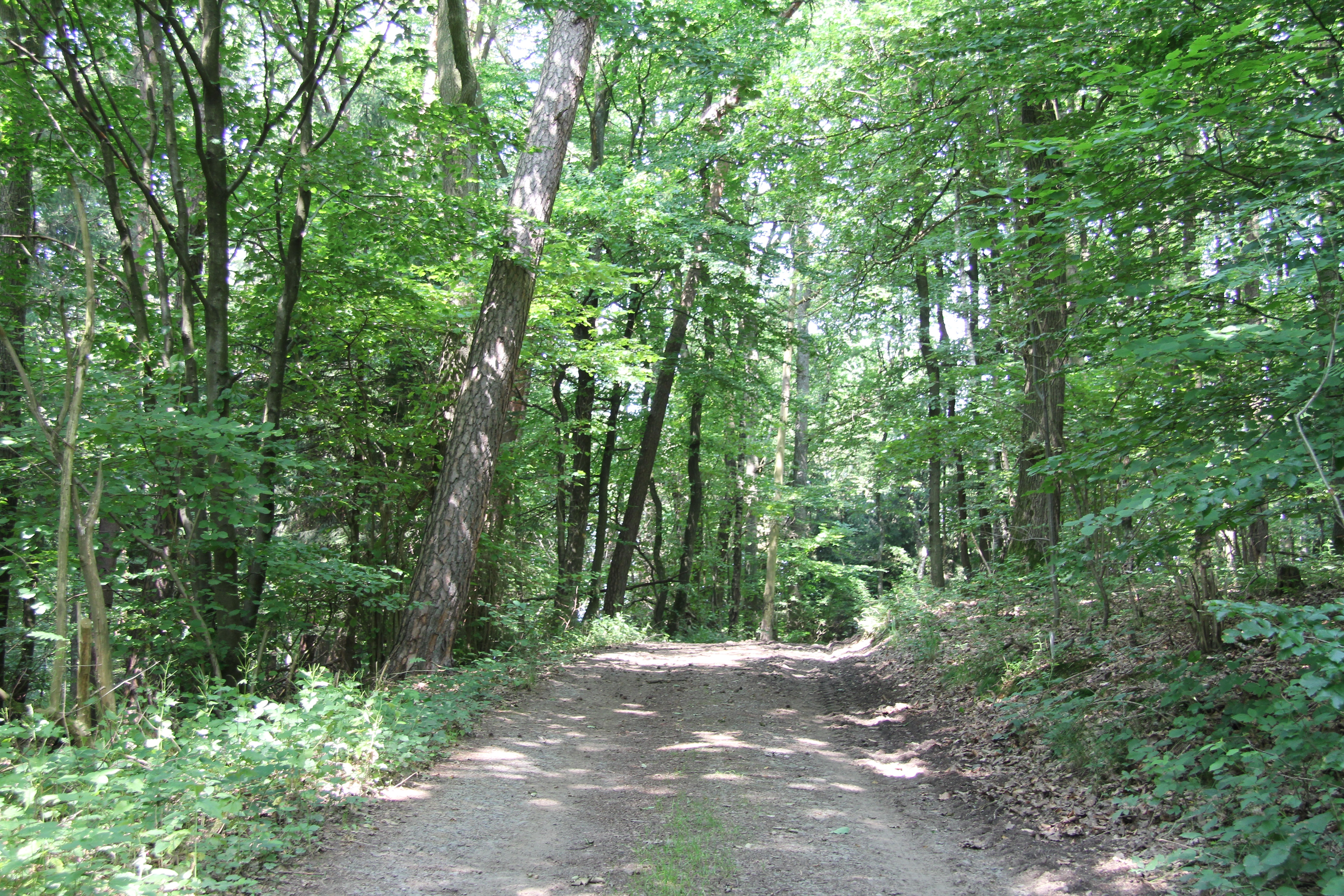 De weg naar Pfaffenseifen door het bos
