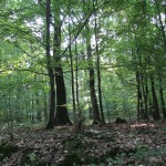 Loofbomen langs het pad naar Pfaffenseifen