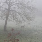 Hert in de mist voor het huis